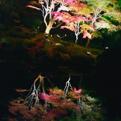逆さ紅葉