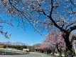 春を探しに